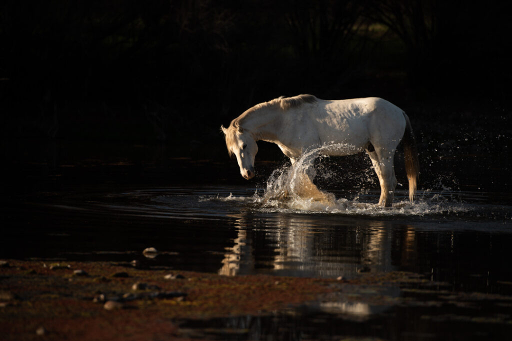 Salt River Wild Horses