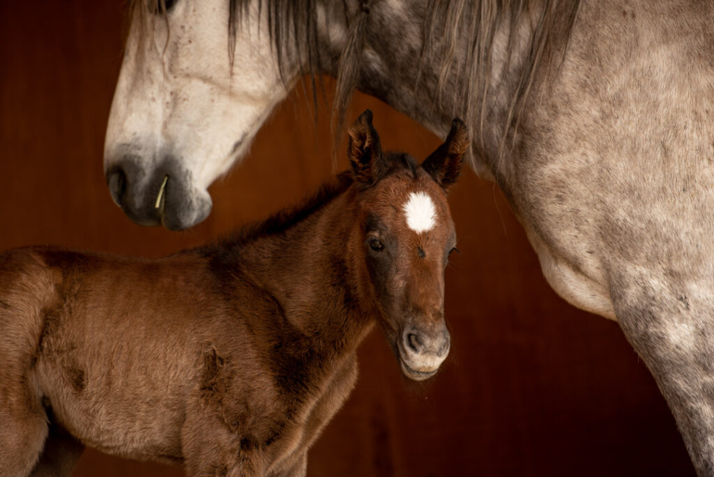 Baby Horse