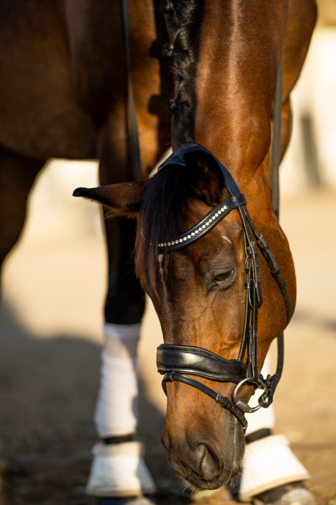 auven bridle