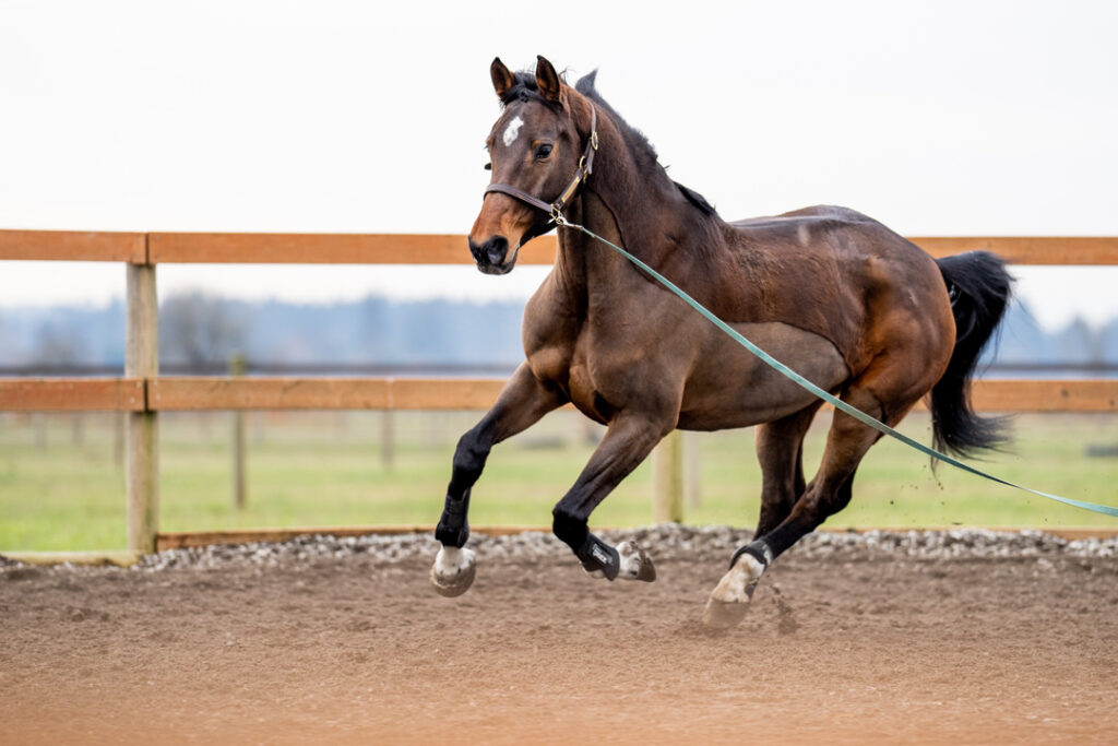 Anne Kursinski Clinic hosted by Meg Dunne Training at Heirloom Equestrian Center