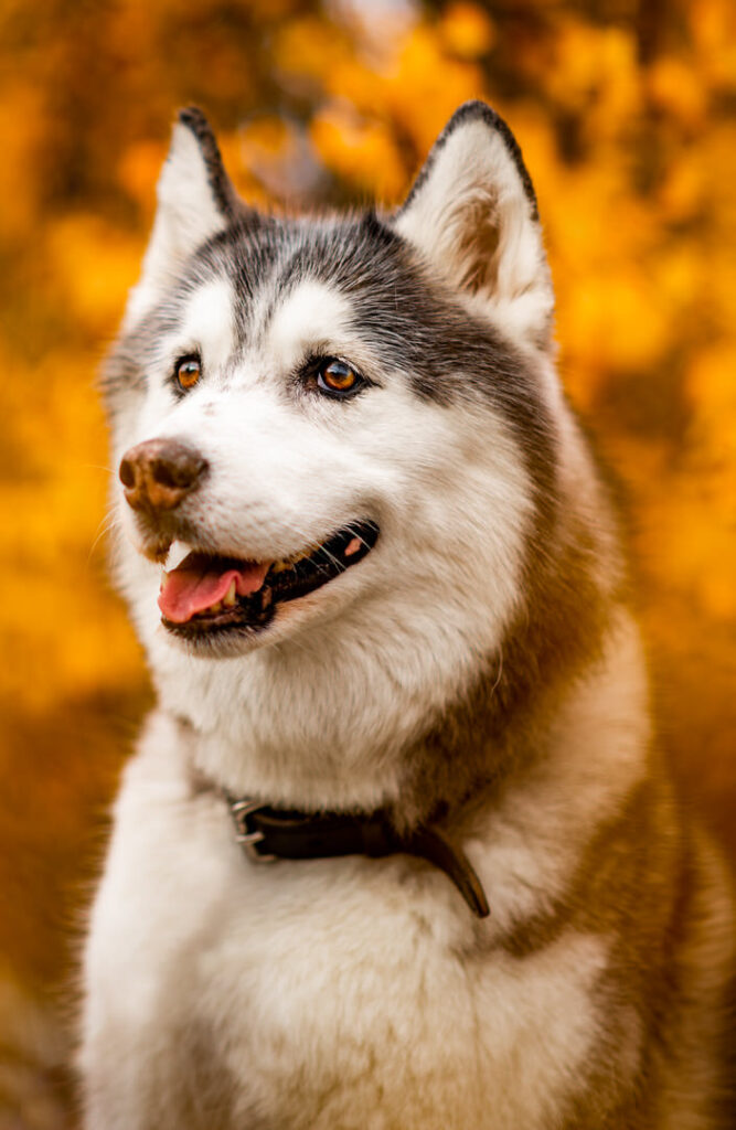 husky in fall leaves