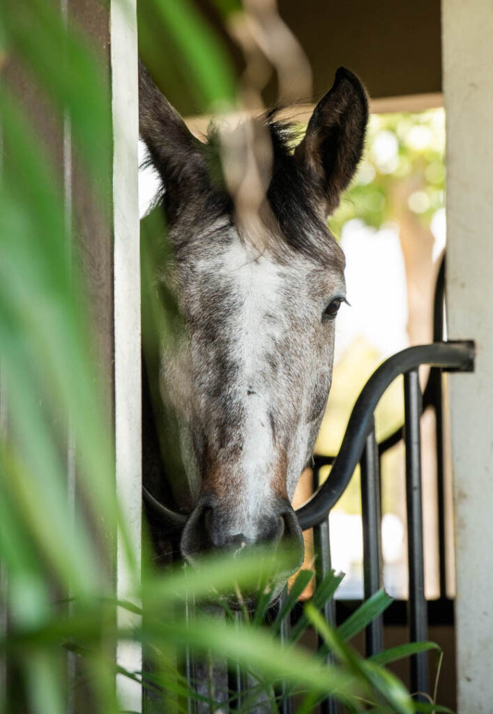 Eye Candy Jumpers photographed in Wellington Florida